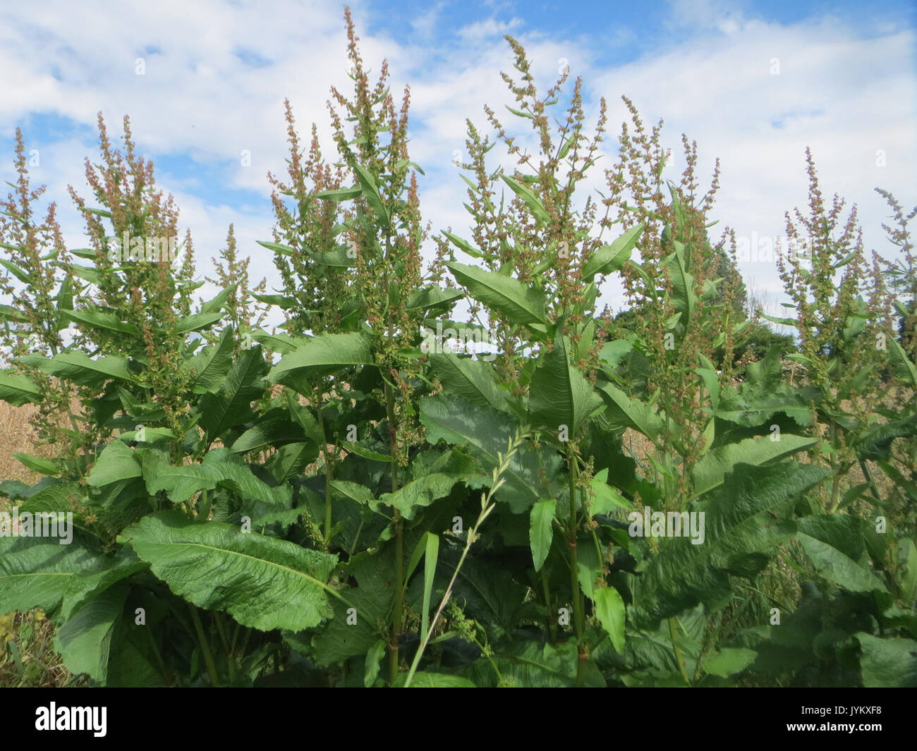 20170609Rumex obtusifolius Banque D'Images