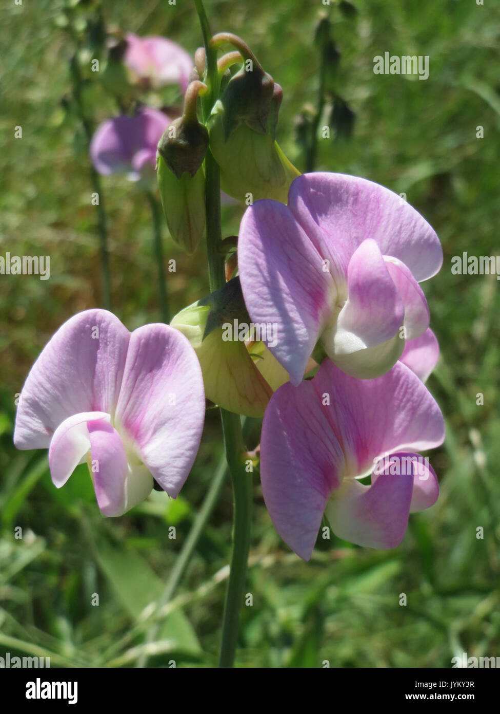 20170619Lathyrus latifolius2 Banque D'Images