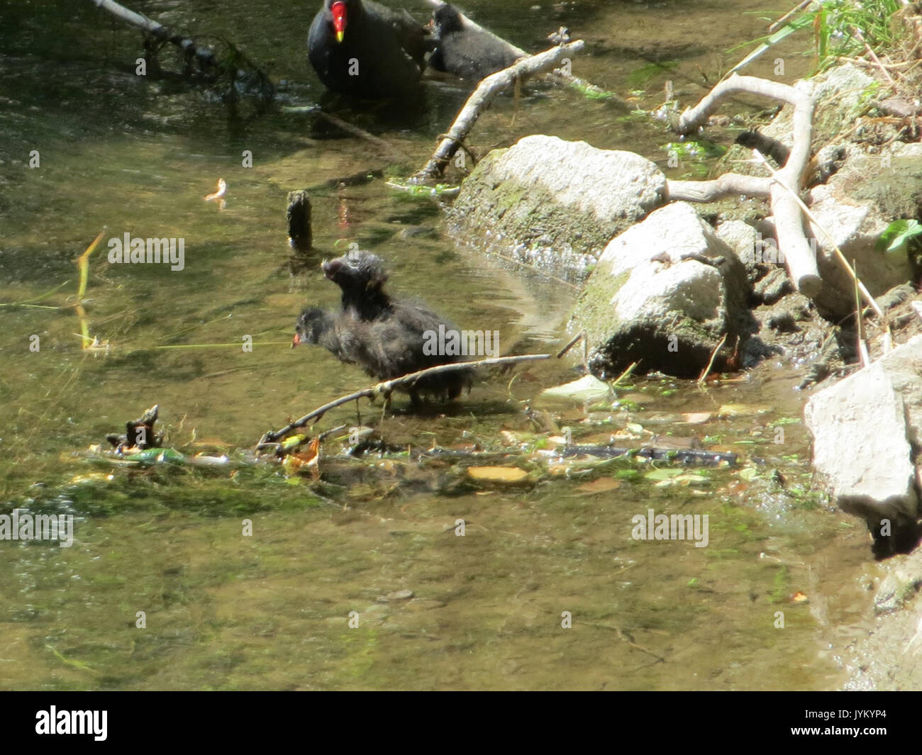 20170624Gallinula chloropus2 Banque D'Images