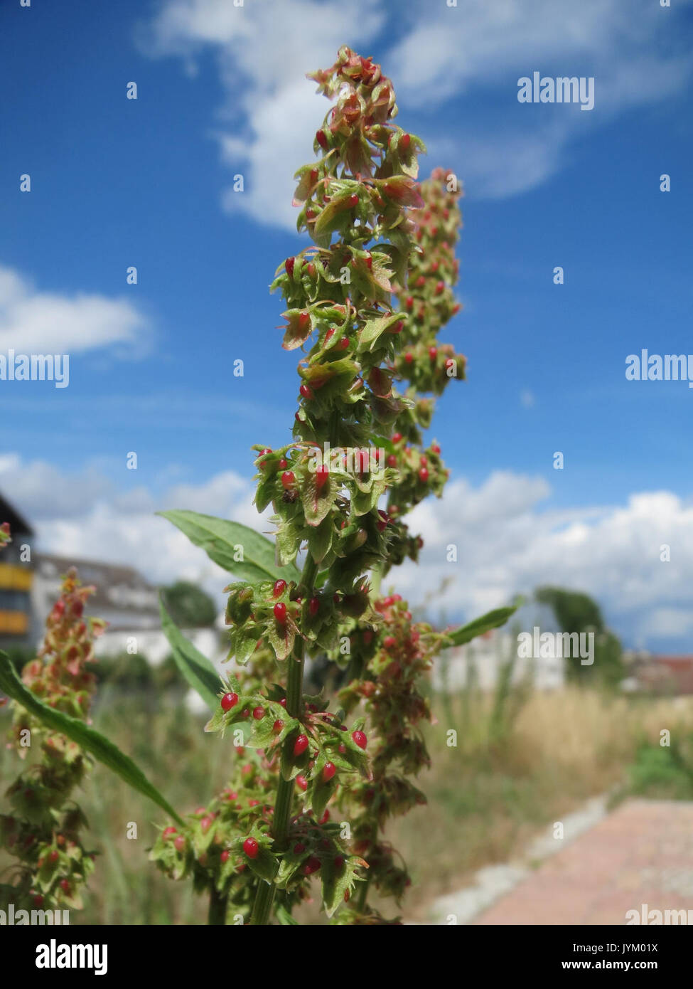20170703Rumex obtusifolius2 Banque D'Images