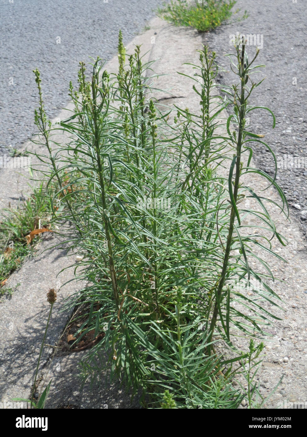 20170704Linaria vulgaris2 Banque D'Images