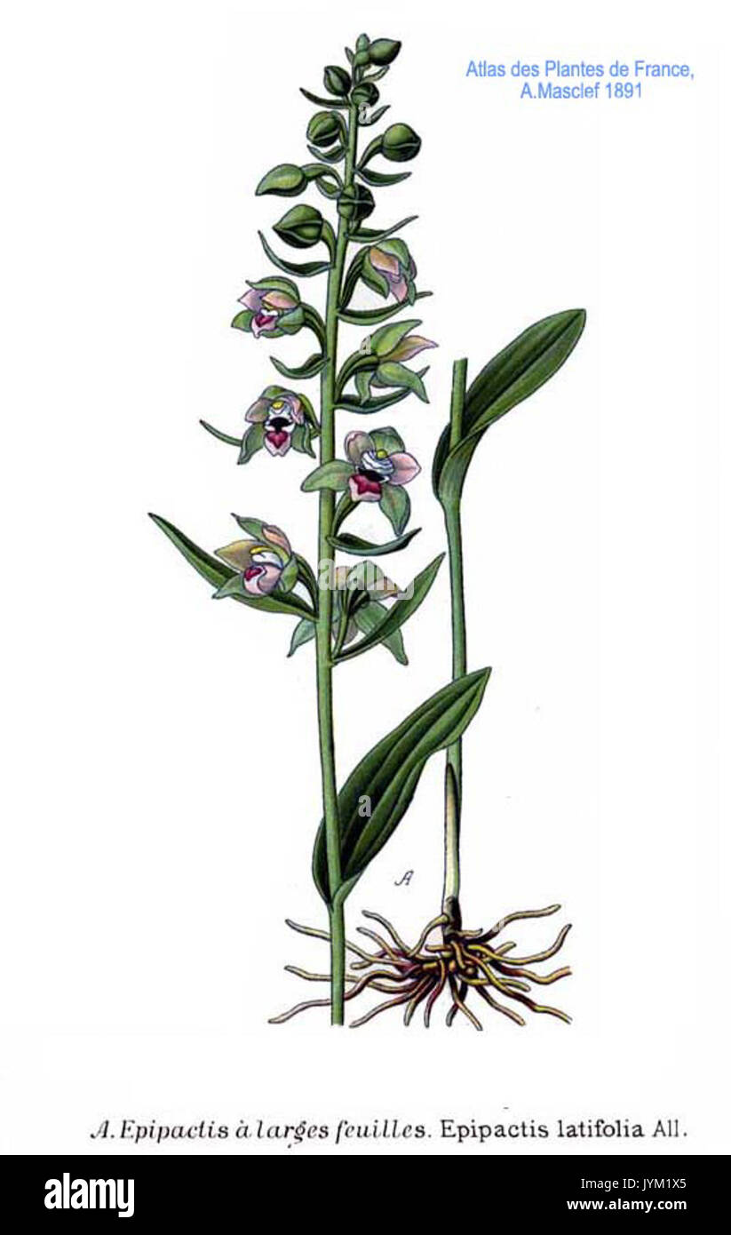 338 Epipactis latifolia Tous Banque D'Images