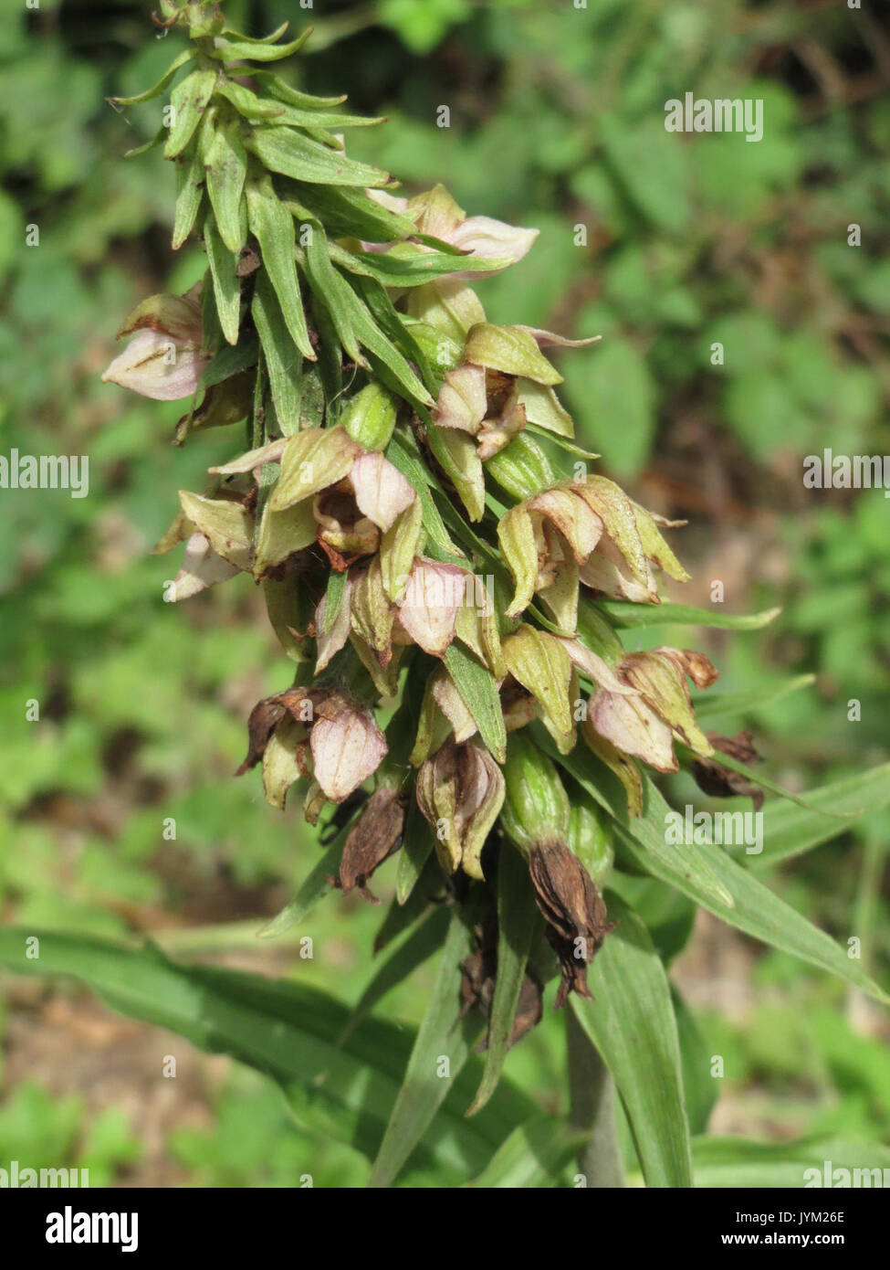 20170715Epipactis helleborine1 Banque D'Images