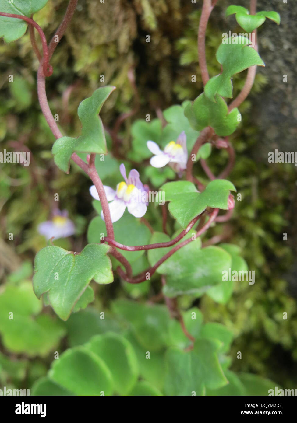 Cymbalaria muralis, communément appelé toadflax à feuilles de lierre, est une plante vivace originaire d'Europe. On le trouve souvent dans les crevasses, les murs et les habitats rocheux, avec ses petites fleurs violettes qui fleurissent au printemps et en été. Banque D'Images