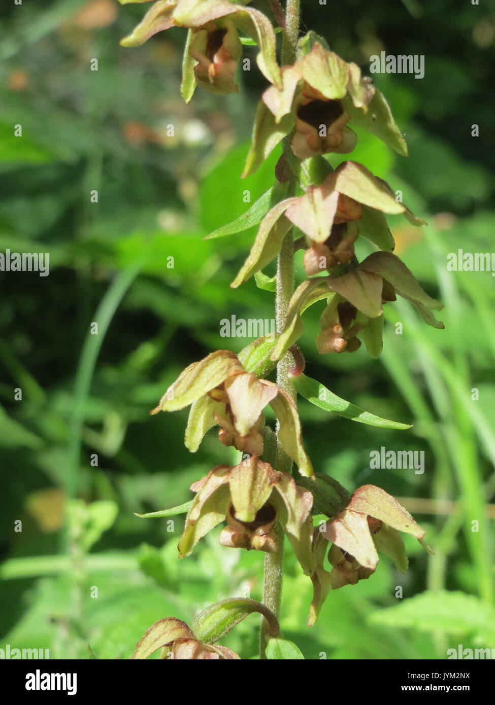 20170717Epipactis helleborine1 Banque D'Images