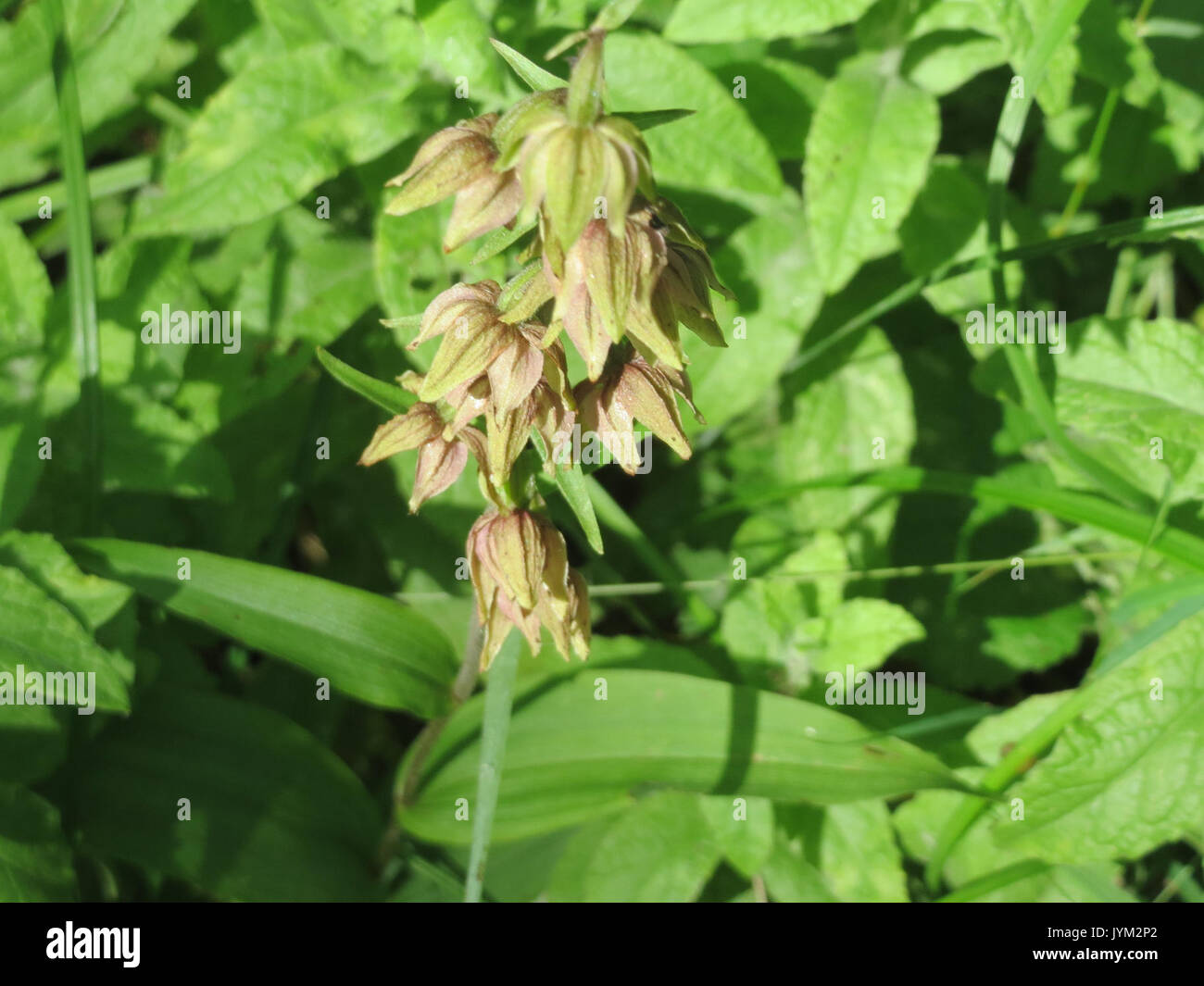 20170717Epipactis helleborine4 Banque D'Images