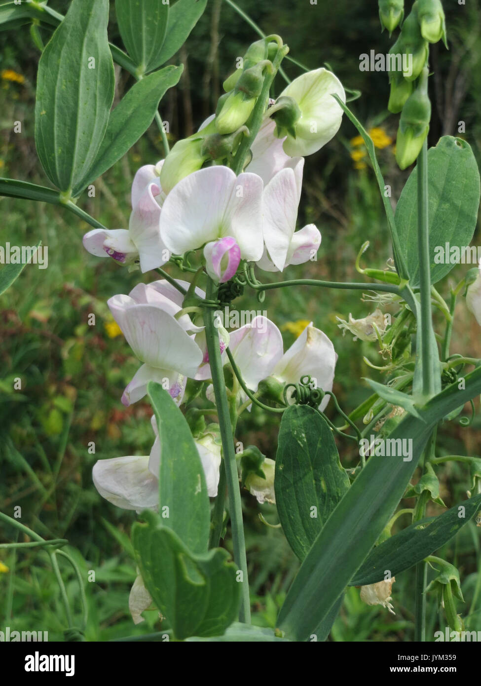 20170718Lathyrus latifolius4 Banque D'Images