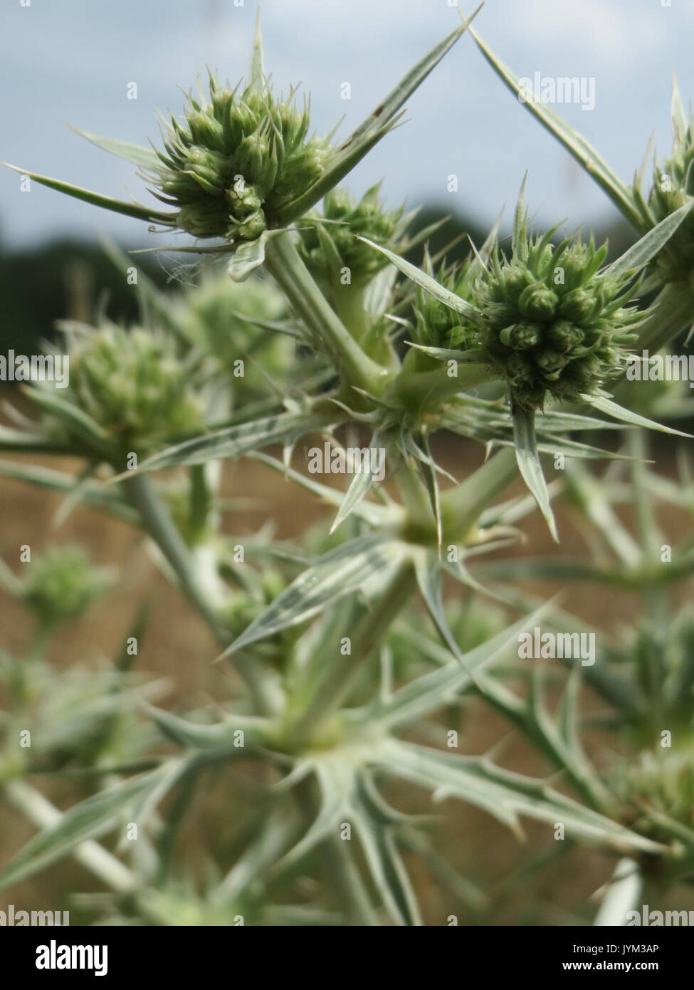 Cette image représente Eryngium campestre, communément appelé Field eryngo. C'est une espèce végétale robuste trouvée dans les champs et les prairies. Les fleurs épaisses et la couleur bleue distinctive en font un membre notable de la famille des Apiaceae, souvent vu dans les régions tempérées européennes et asiatiques. Banque D'Images
