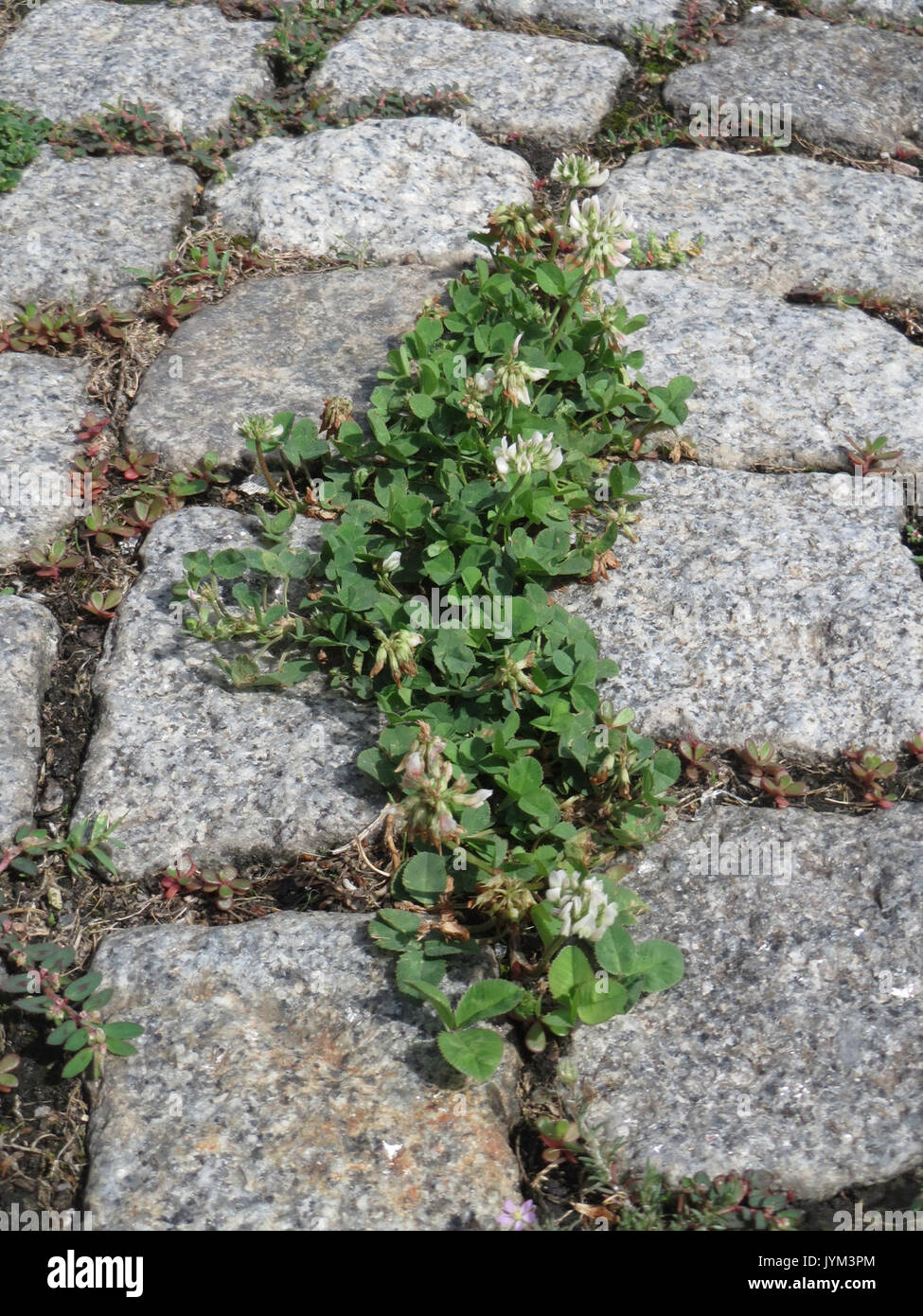20170802Trifolium repens4 Banque D'Images