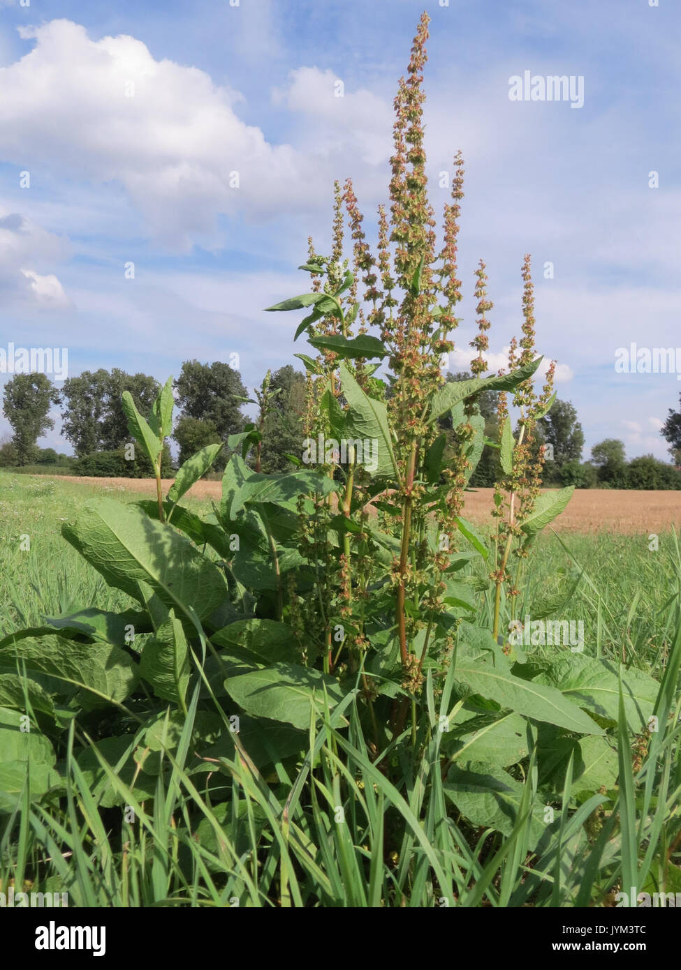 20170802Rumex obtusifolius Banque D'Images