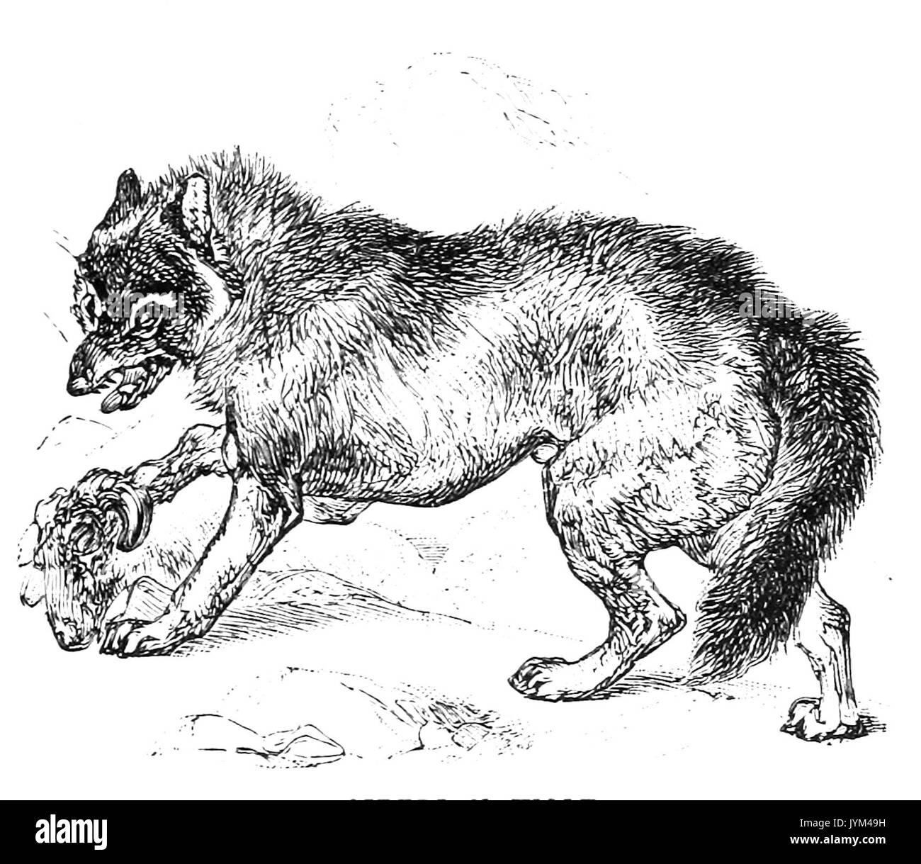 Un loup de Sibérie Banque D'Images