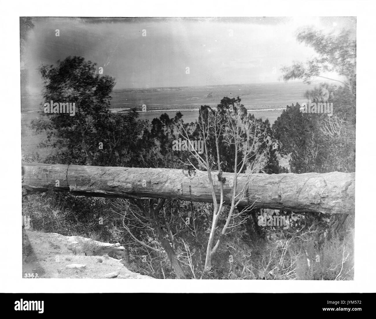 Un arbre pétrifié log formant un pont dans la forêt pétrifiée de l'Arizona, ca.1900 (3363) du SHC Banque D'Images