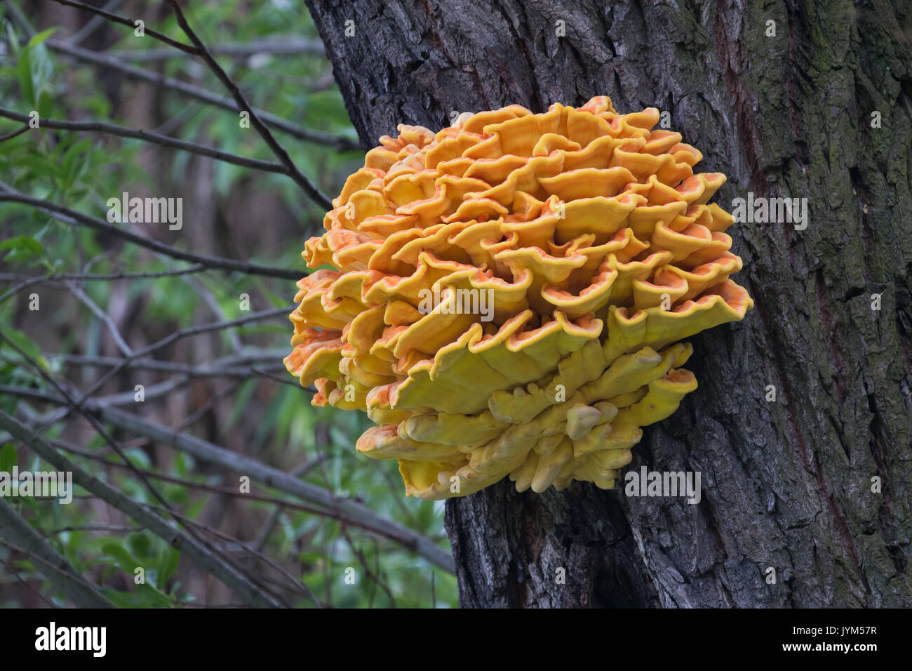 Polypore soufre : orange vif, sulphureus fugus jaune sur un tronc d'arbre Banque D'Images