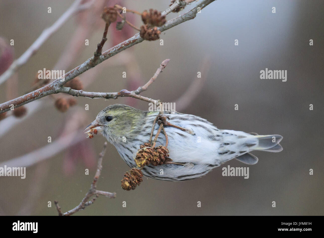Siskin Carduelis spinus femelle, se nourrissant de cônes d'aulne Banque D'Images