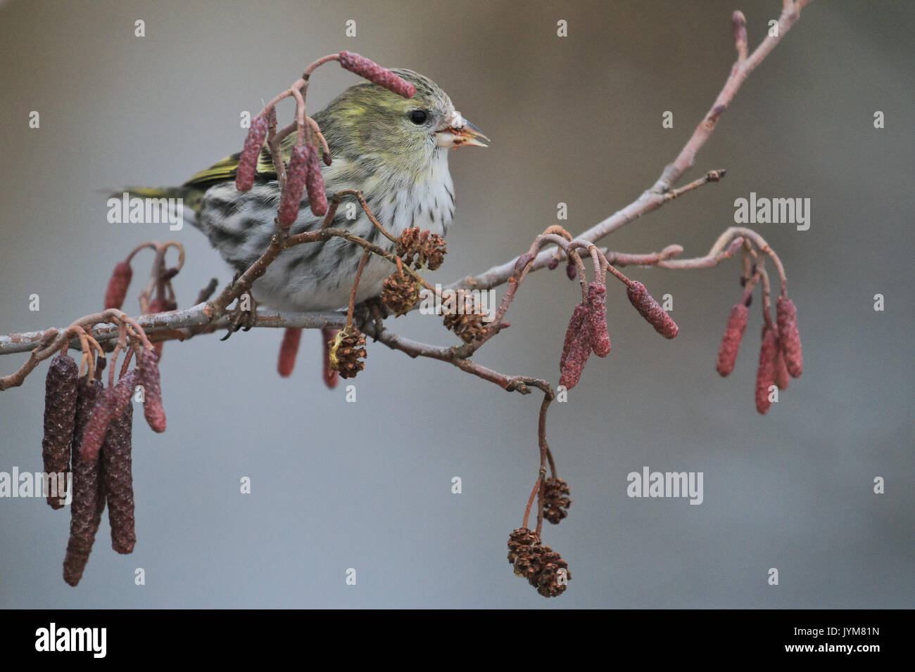 Siskin Carduelis spinus femelle, se nourrissant de cônes d'aulne Banque D'Images