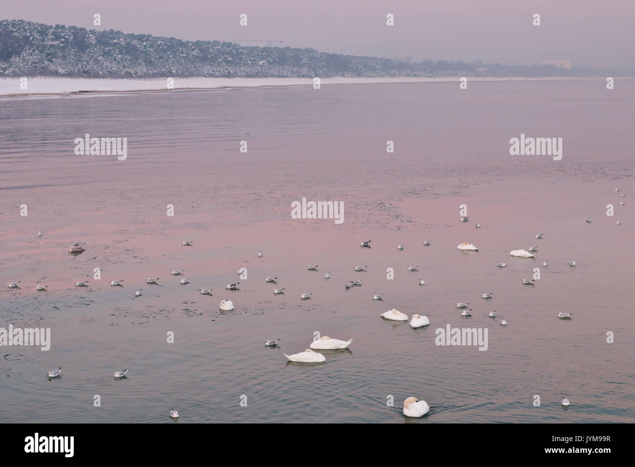 Troupeau d'oiseaux sur la mer calme sur le matin d'hiver Banque D'Images