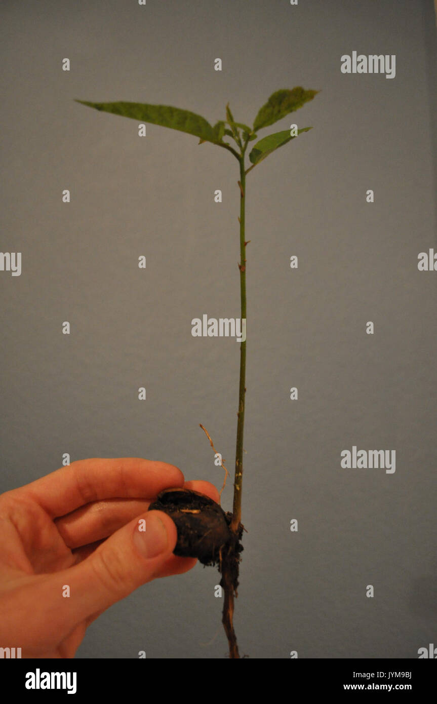 Un jeune pecan tree Banque D'Images