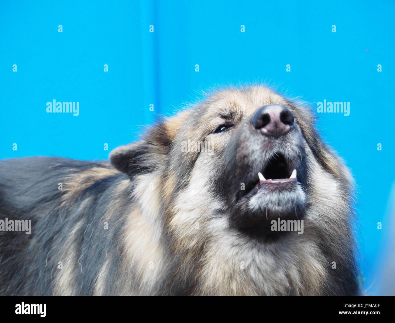 X Malamute Allemand Shepard Banque D'Images