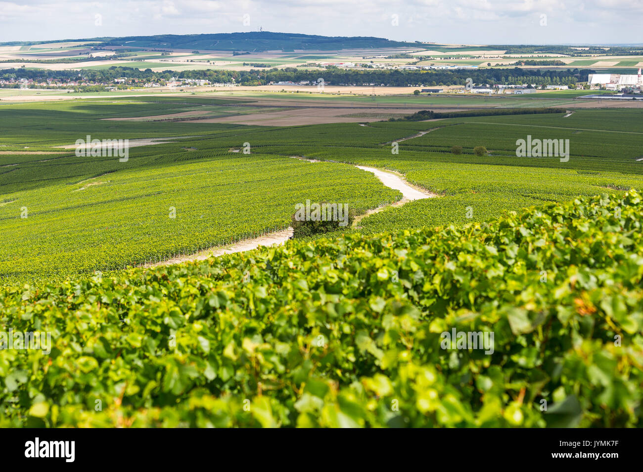 Vignoble de Champagne, dans le village de Verzenay, Montagne de Reims, Marne, Champagne, France Banque D'Images