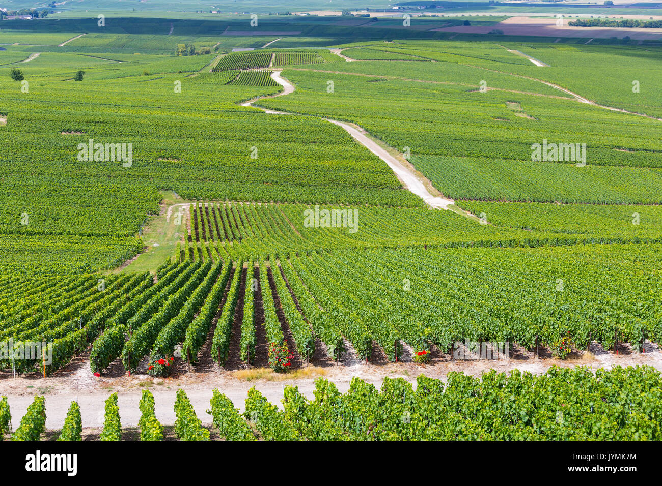 Vignoble de Champagne, dans le village de Verzenay, Montagne de Reims, Marne, Champagne, France Banque D'Images