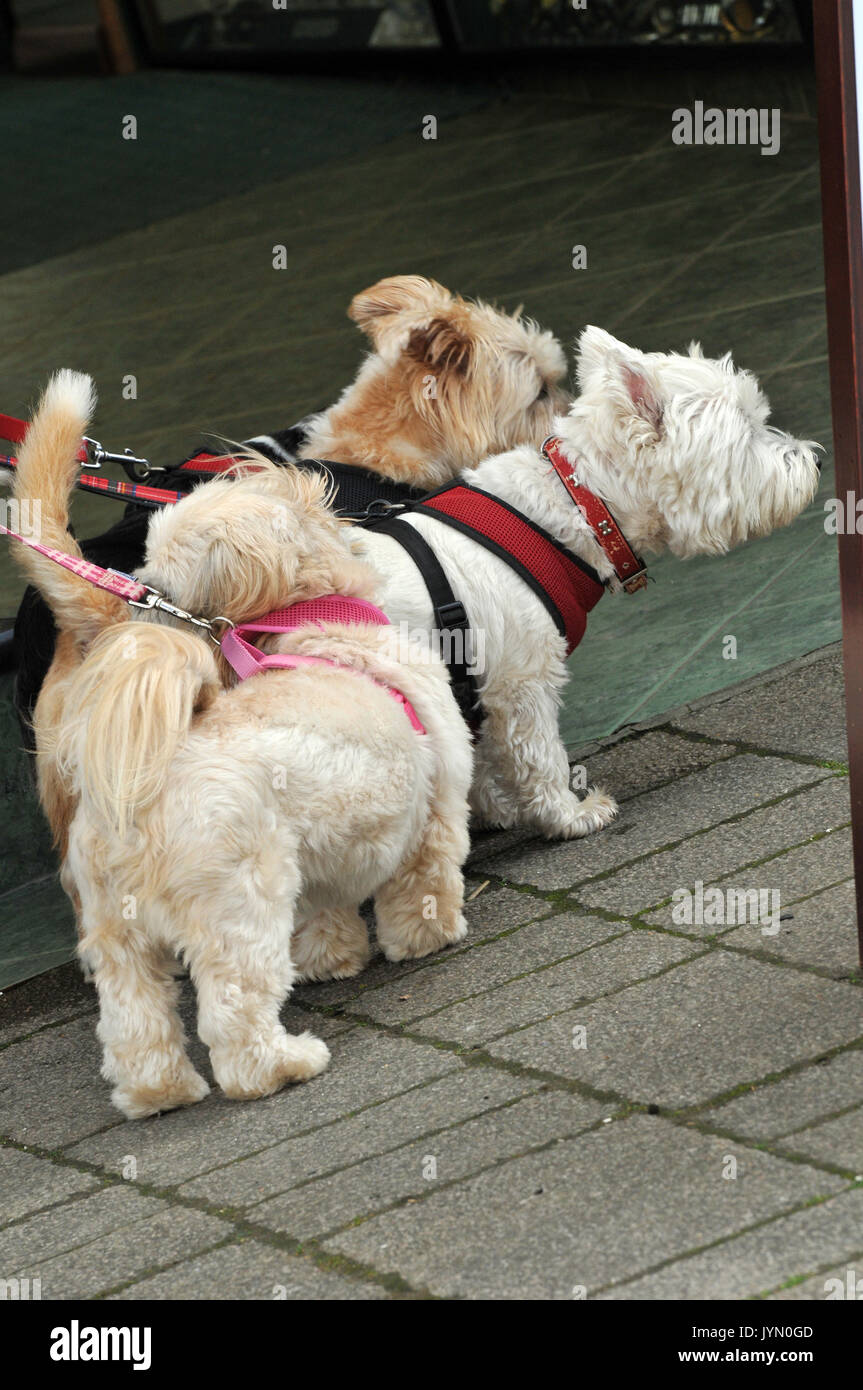 Quatre terriers 4 sur des pistes que personne chargée par plusieurs propriétaires de chiens chiens chiens et chiots petites passerelles chiots Banque D'Images