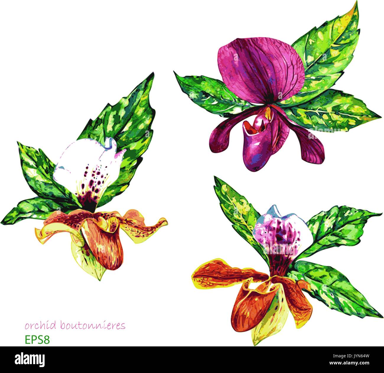 Les arrangements de fleurs tropicales. Belles orchidées Paphiopedilum et feuilles d'aucuba. Aquarelle fait main vector, isolé sur fond blanc. Illustration de Vecteur