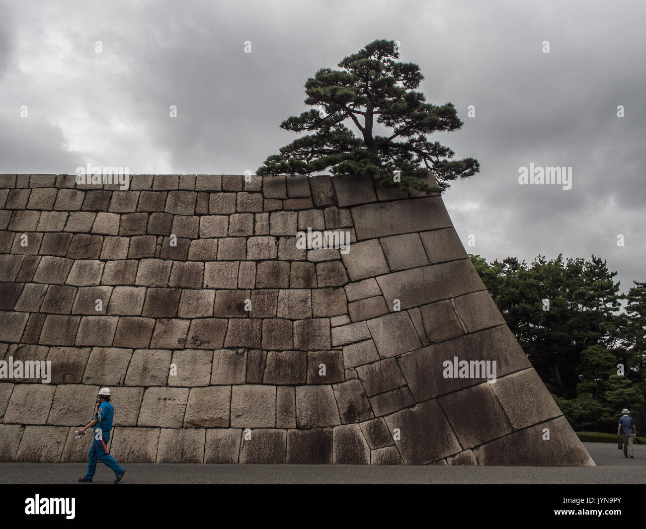 Pine Tree et en pierres de taille, mur, fortiification survivant du shogun d'Edo. Le jardin Est du Palais Impérial, Tokyo, Japon Banque D'Images