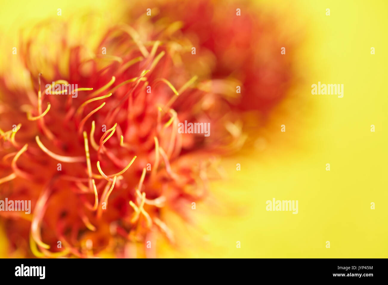 Nephelium lappaceum ramboutan,, un fruit tropical Banque D'Images