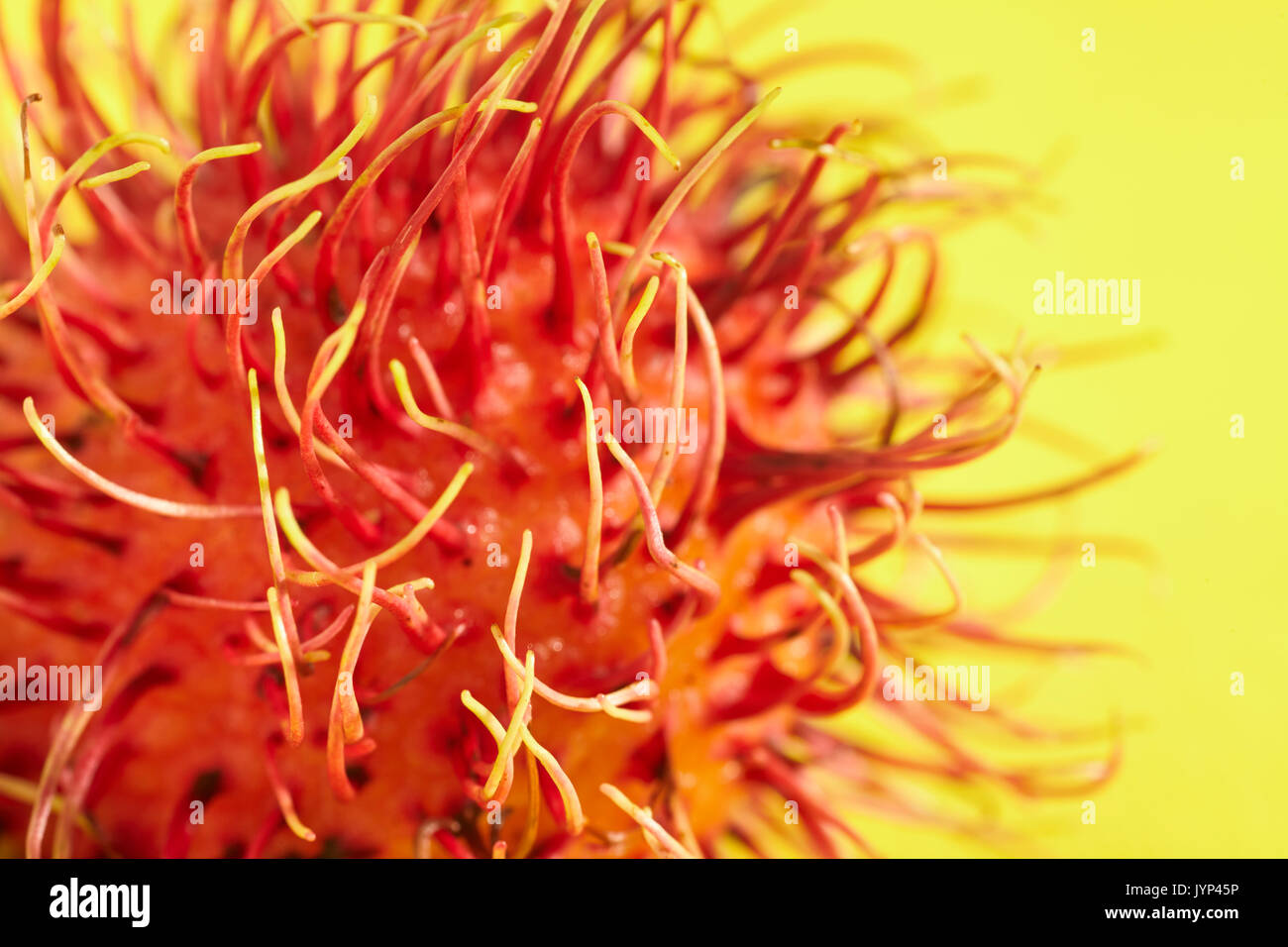 Nephelium lappaceum ramboutan,, un fruit tropical Banque D'Images