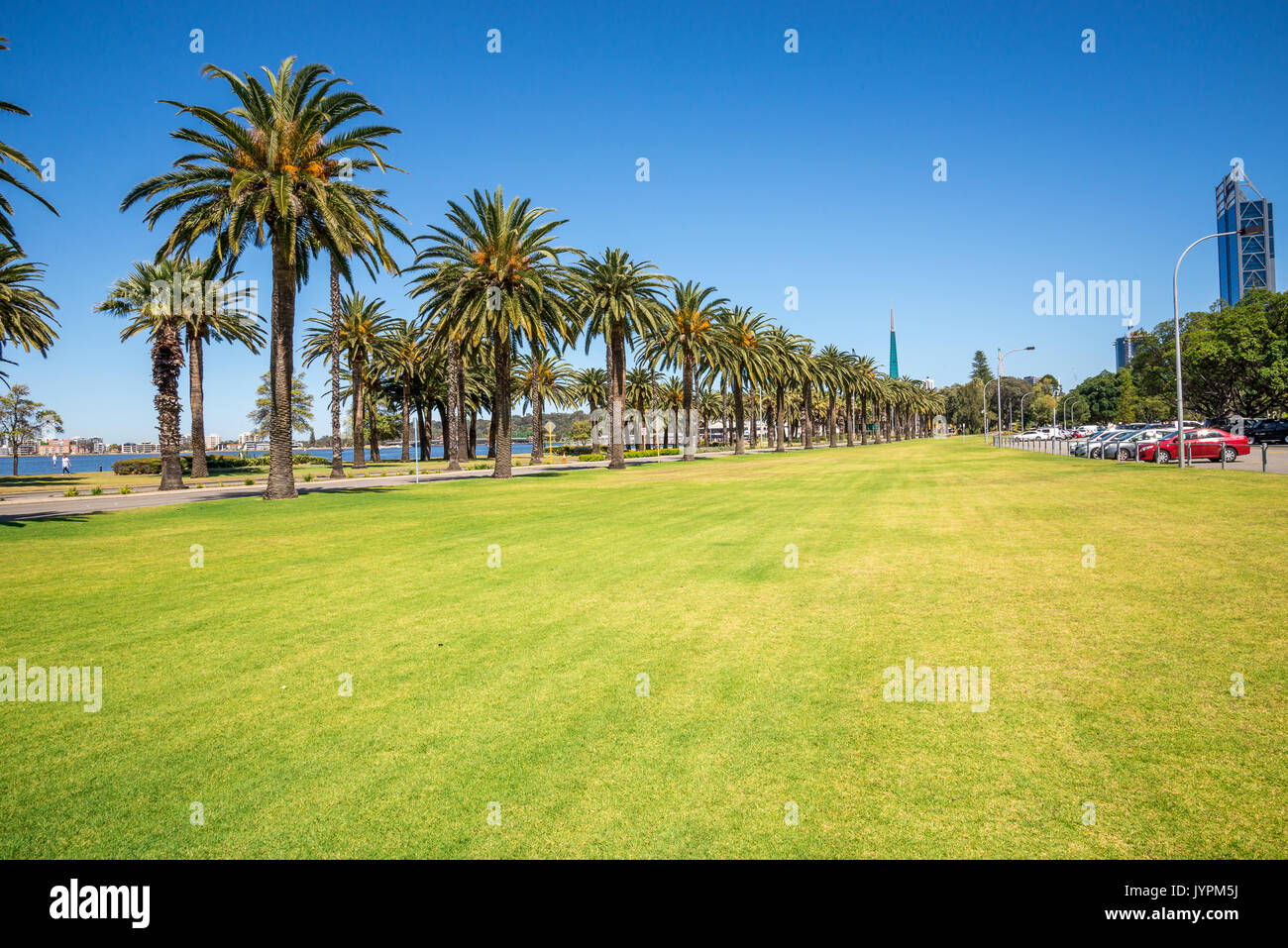 Palmiers à Langley Park le long de la promenade Riverside et de la rivière Swan dans la ville de Perth, Australie occidentale Banque D'Images