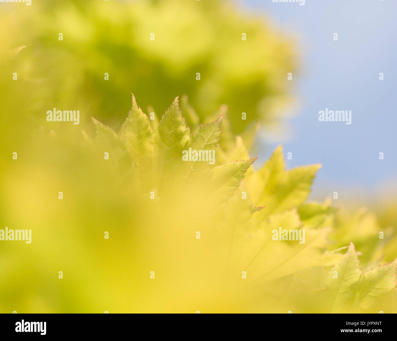 Acer shirasawanum 'Aureum' Banque D'Images