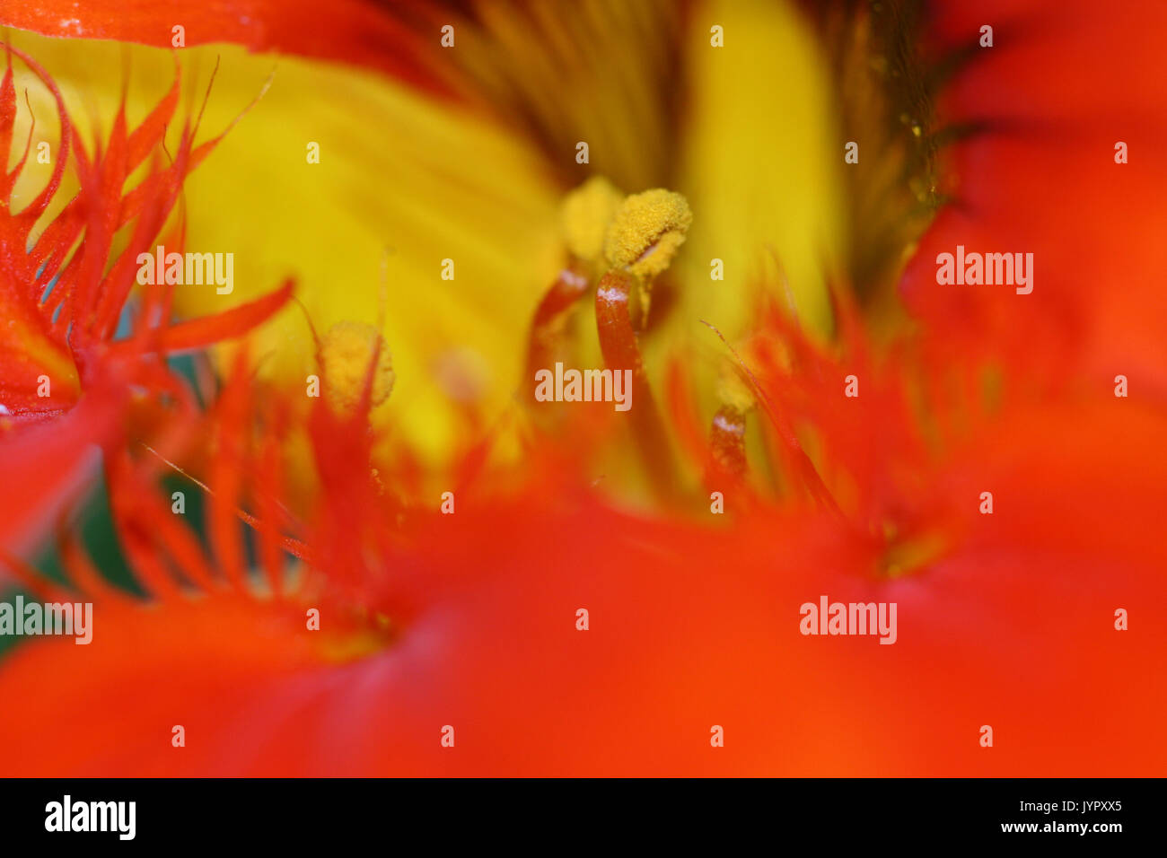 Parties de fleurs de capucines Banque D'Images