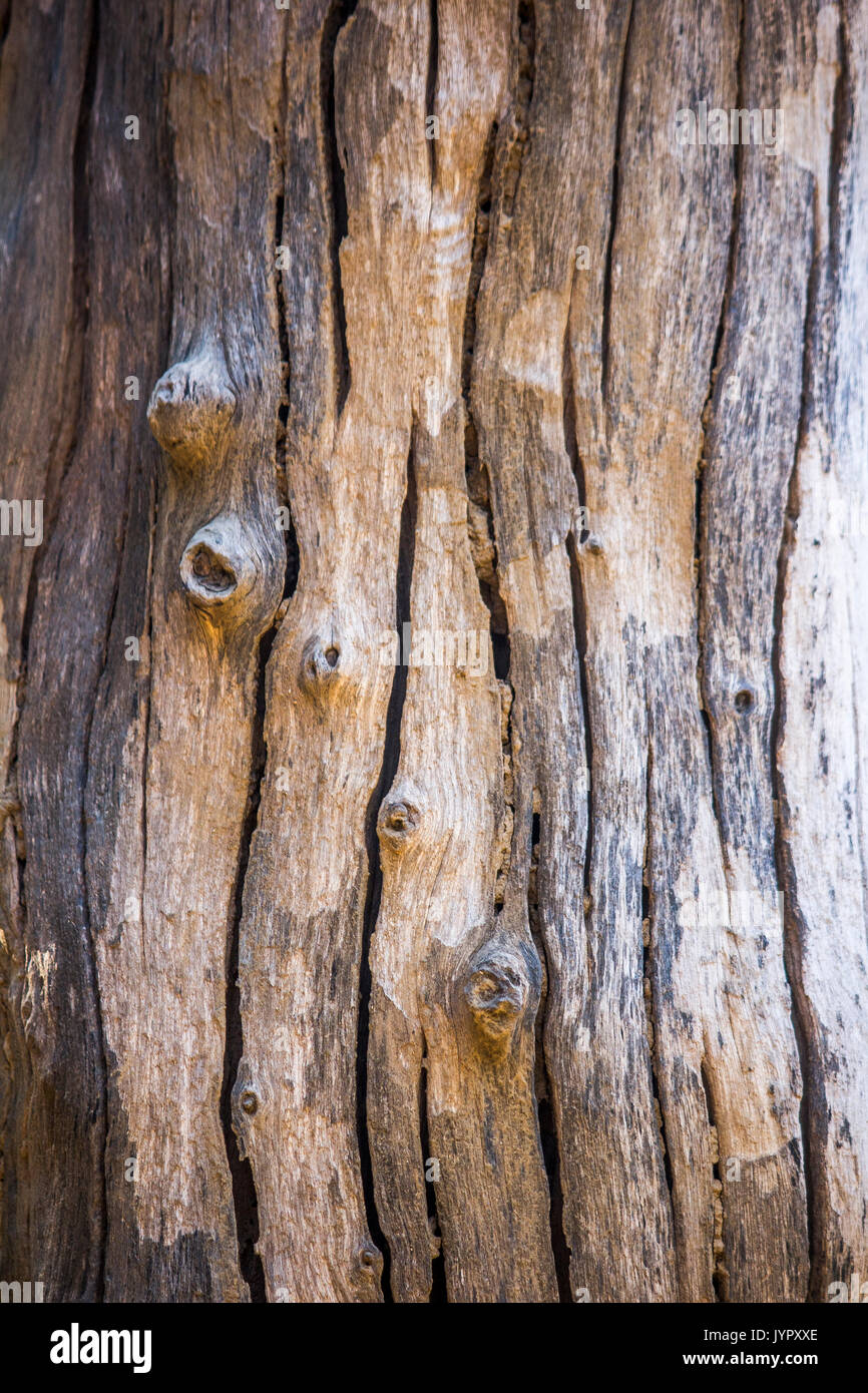 Un camion avec des lignes d'arbres Banque D'Images