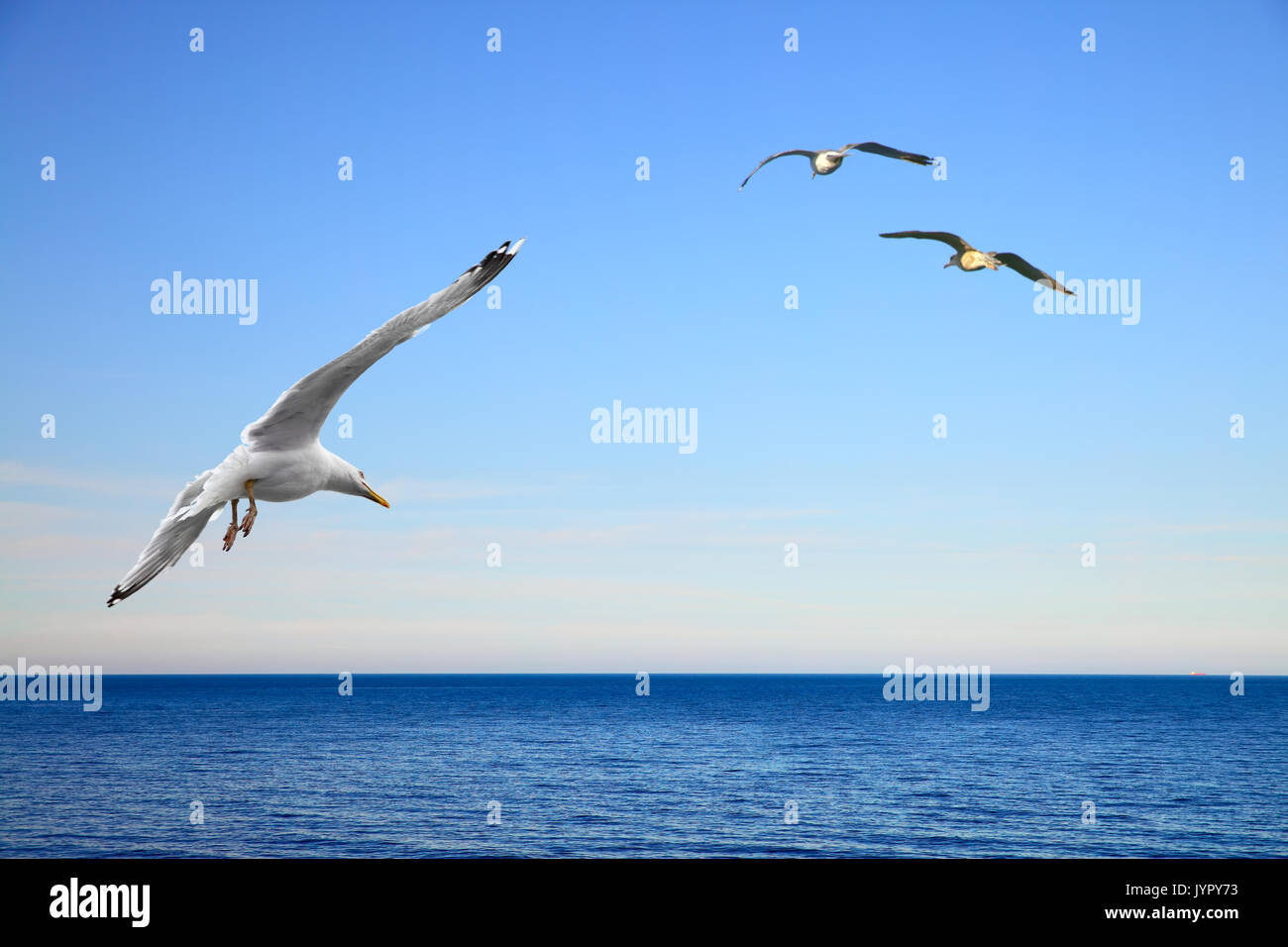 Seascape avec Mouettes volantes Banque D'Images