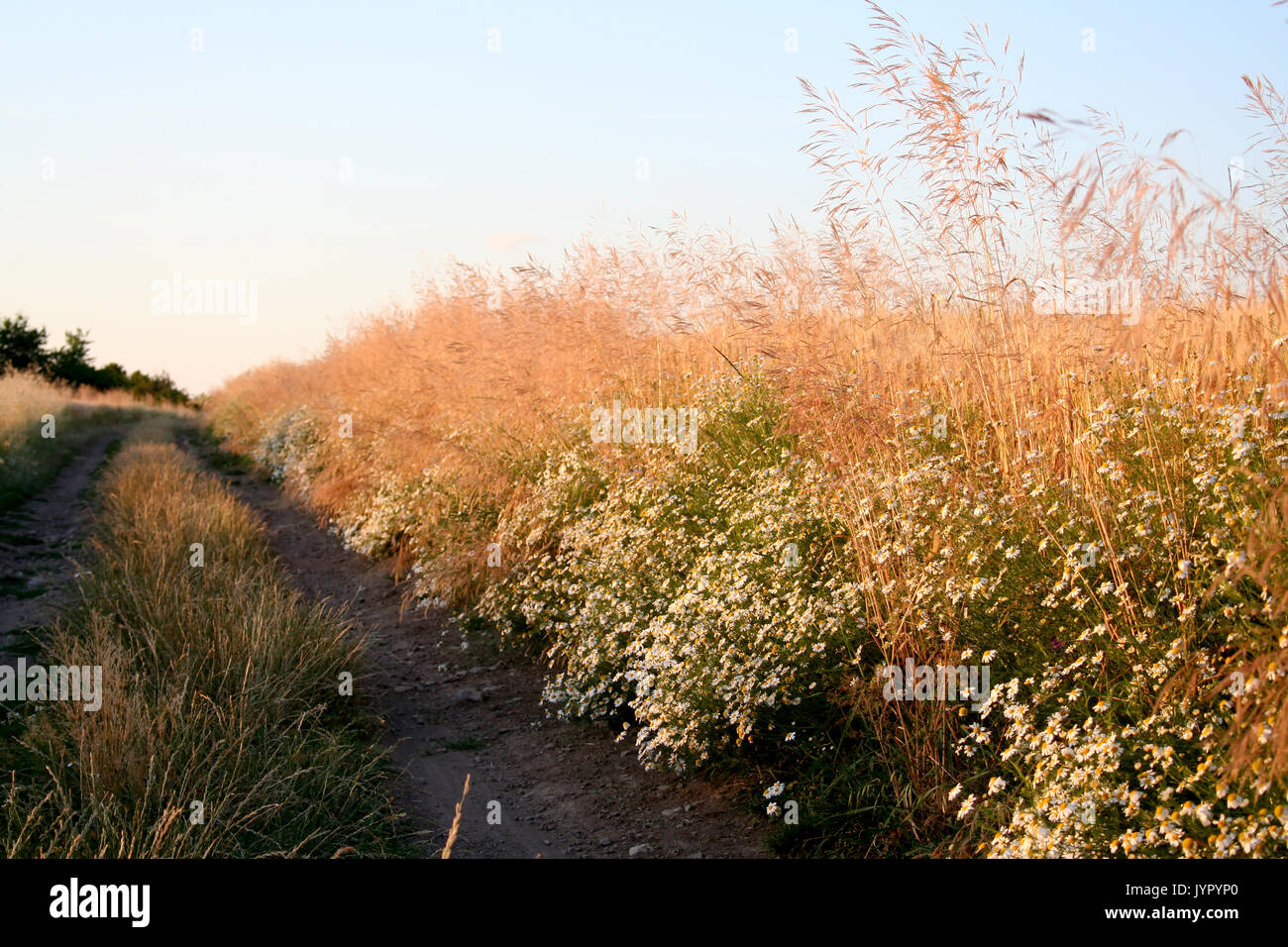 À la camomille road Banque D'Images