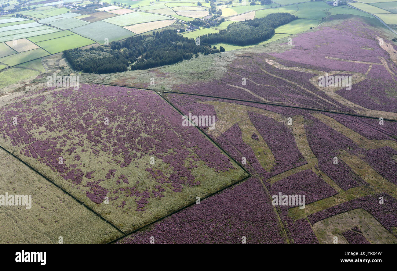 Vue aérienne de Heather croissant sur les collines des Pennines, Angleterre Banque D'Images