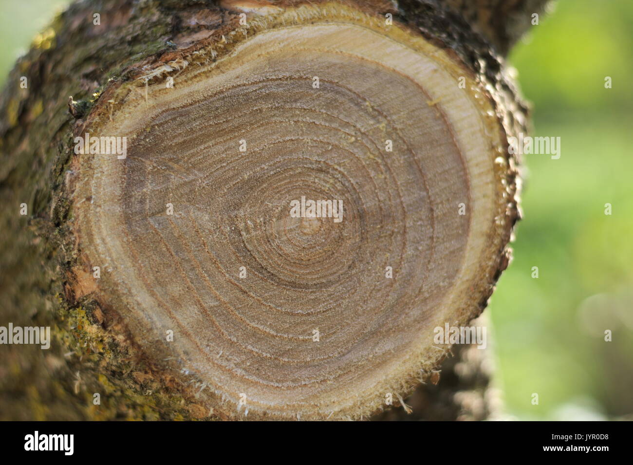 Close-up d'un arbre fraîchement coupé montrant les lignes de croissance Banque D'Images