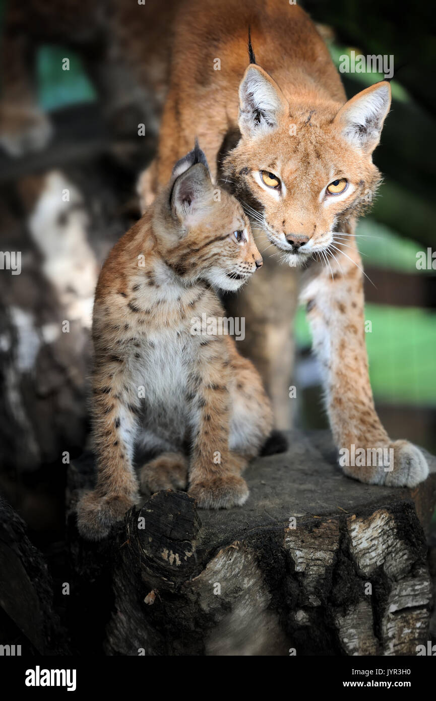 Fermer Bebe Lynx Boreal Dans La Foret Photo Stock Alamy
