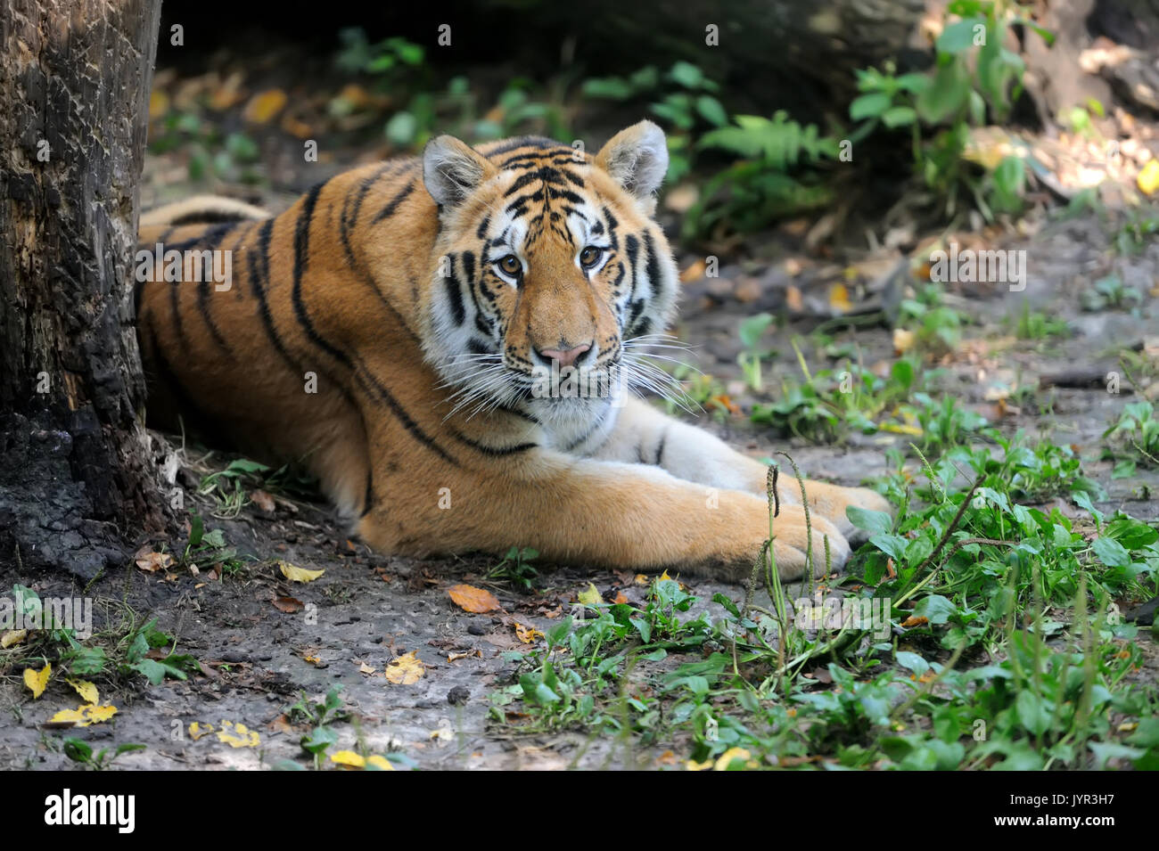 Tigres sur l'herbe verte en été 24 Banque D'Images