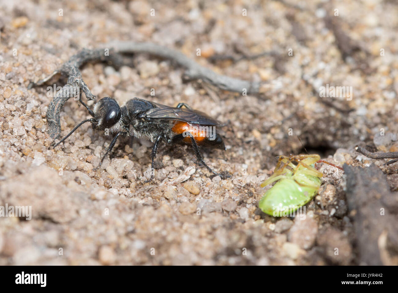 Close-up of sand wasp - Astata - espèces proies bug avec bouclier de sable sur le site de landes à Surrey, UK Banque D'Images