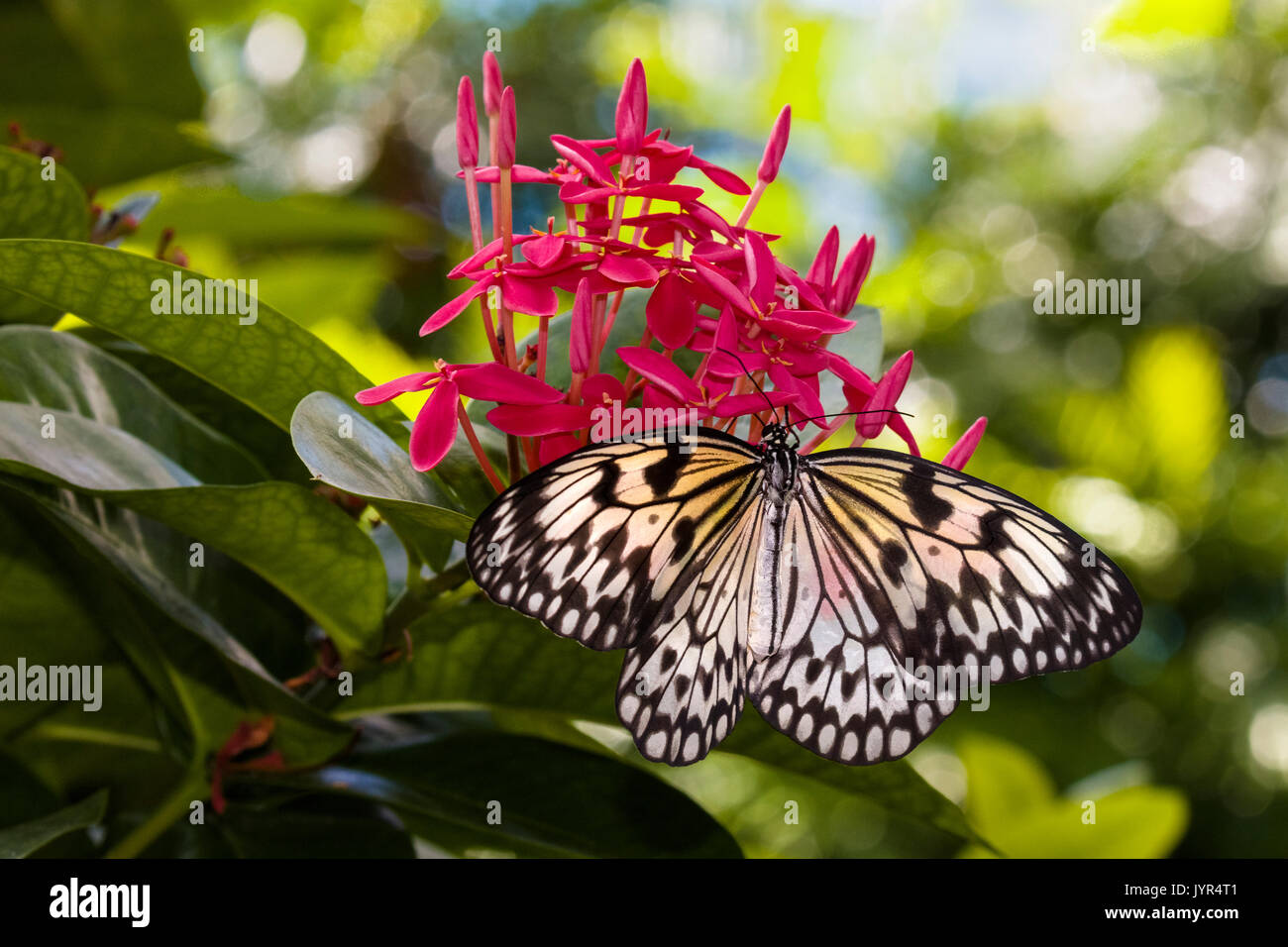 Papillon sur fleur rouge au Key West Butterfly and Nature Conservatory Banque D'Images Papillon sur fleur rouge au Key West Butterfly and Nature Conservatory Banque D'Images