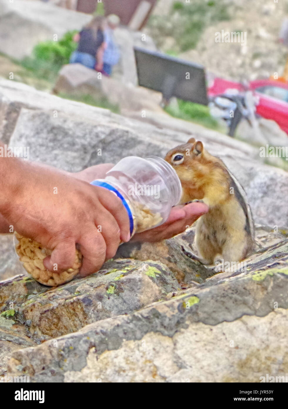 Nourrir les Chipmunks Banque D'Images