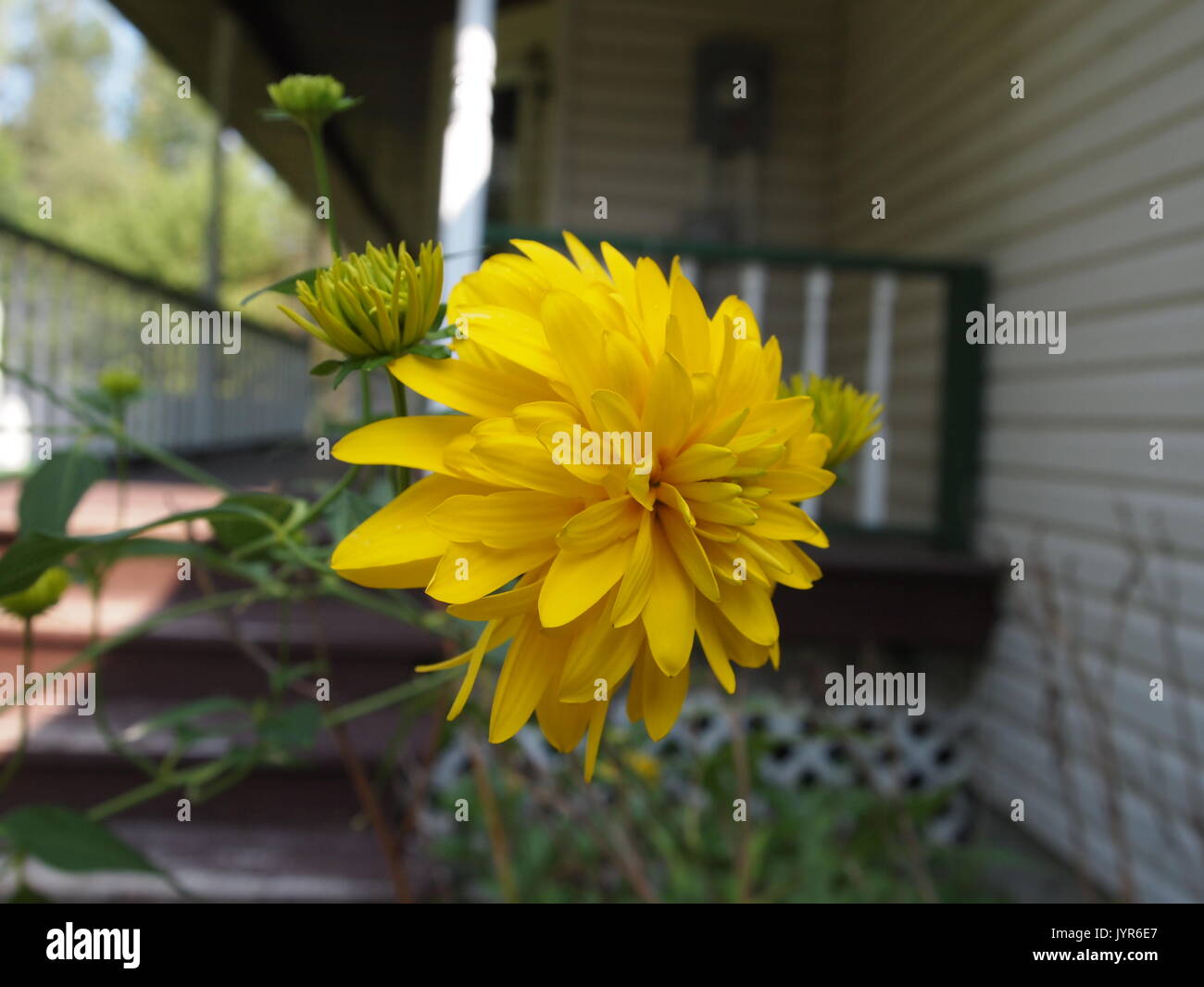 Fleur jaune (Rudbeckia laciniata) poussant dans un jardin devant une véranda, Osgoode, Ontario, Canada. Banque D'Images