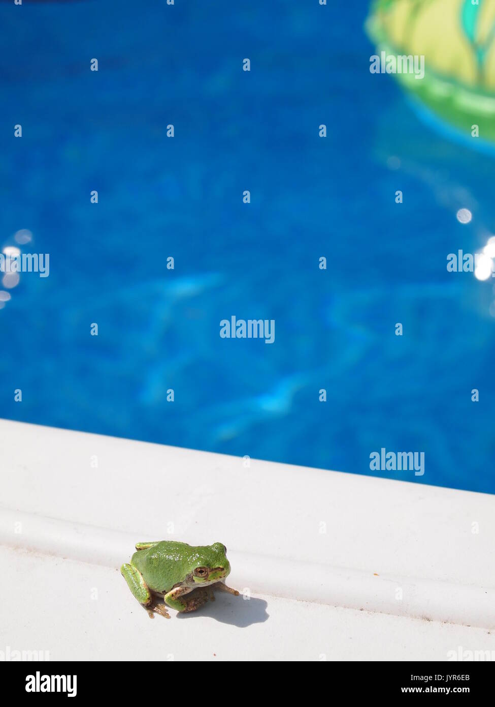 La rainette versicolore (Hyla versicolor) sur le bord d'une piscine extérieure, d'Ottawa, Ontario, Canada. Banque D'Images
