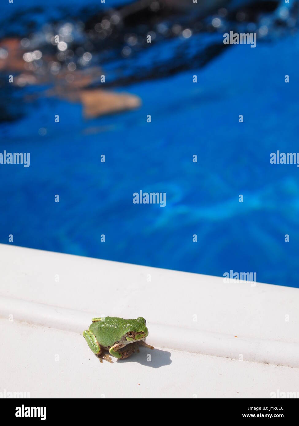 La rainette versicolore (Hyla versicolor) sur le bord d'une piscine extérieure, d'Ottawa, Ontario, Canada. Banque D'Images
