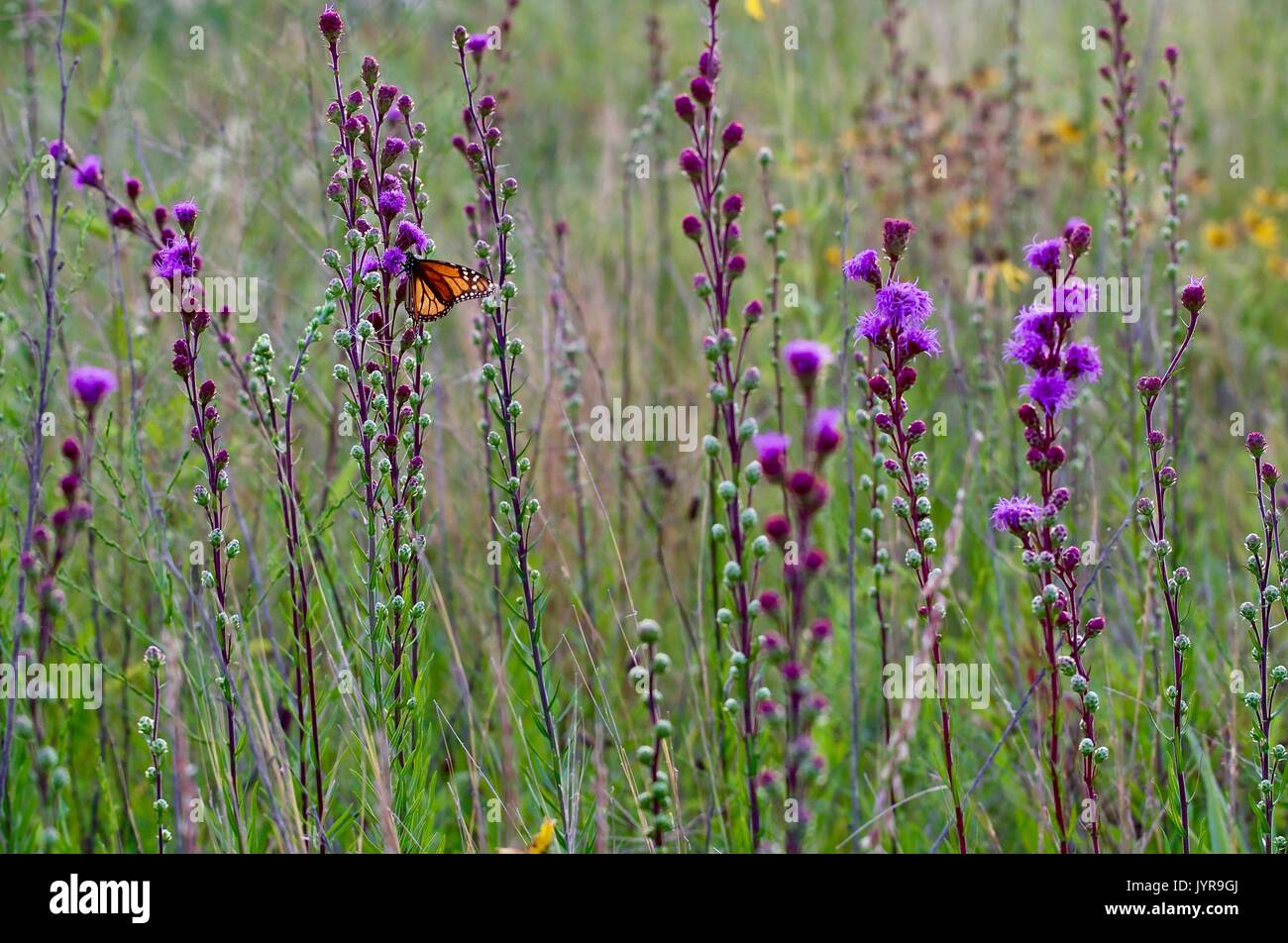 Fleurs violettes, de hautes tiges et un papillon monarque Photo Stock -  Alamy