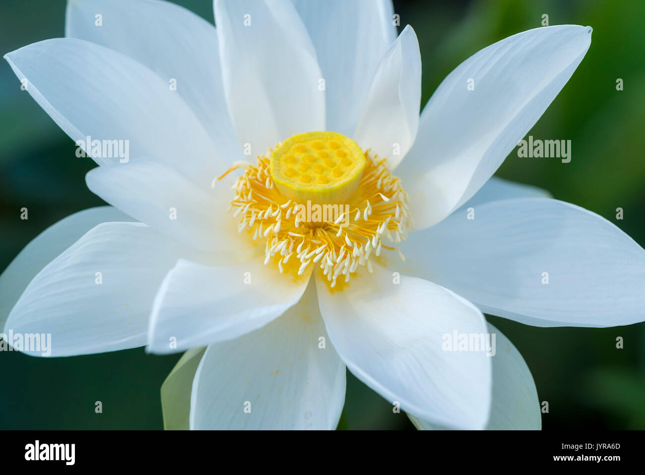 Lotus blanc foisonnent dans l'étang, c'est la fleur symbolise la belle et pure du bouddhisme Banque D'Images