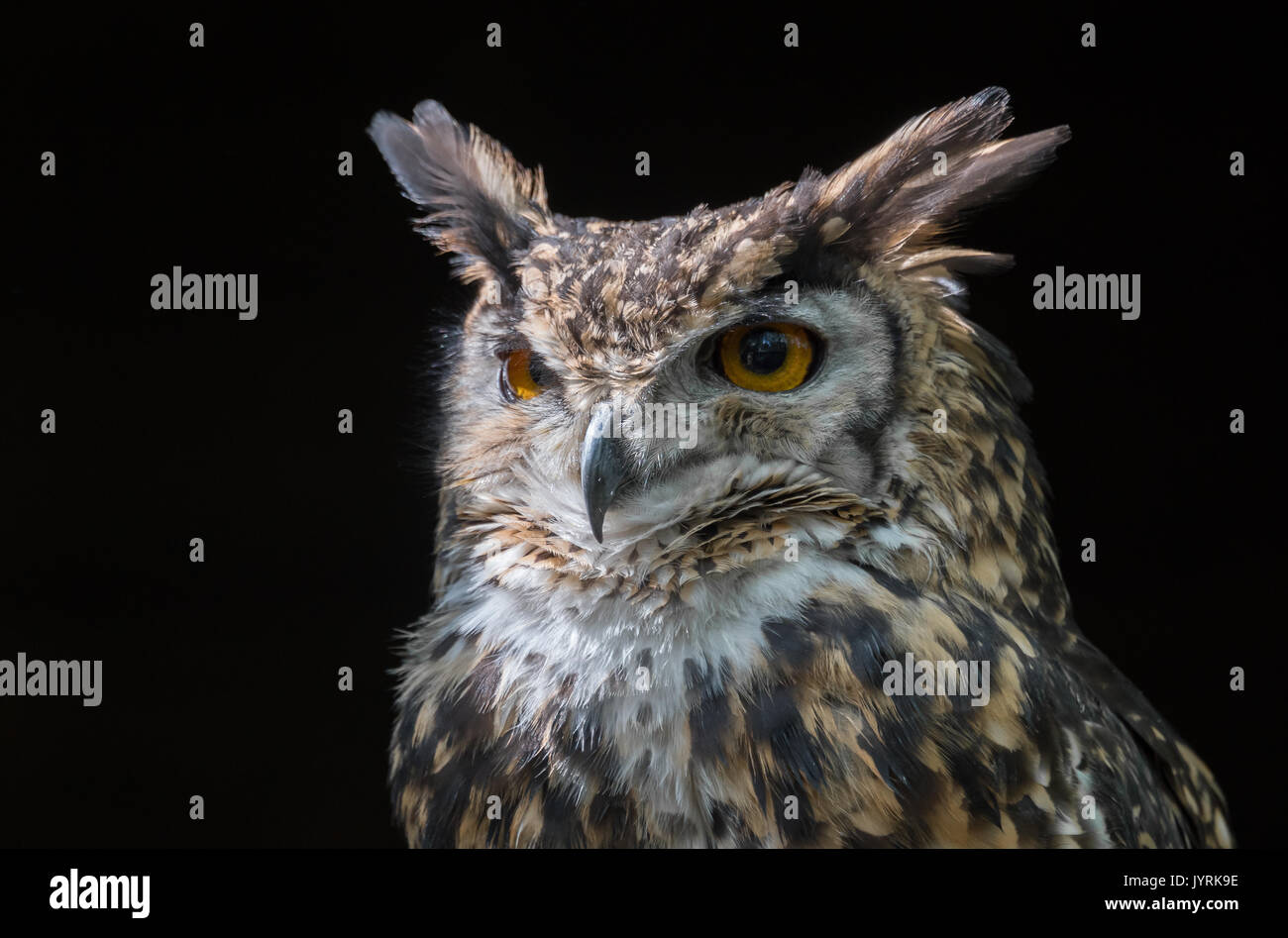 Close up tête portrait d'un aigle mackinders owl bubo capensis mackinderi regardant légèrement vers la gauche avec un fond sombre Banque D'Images