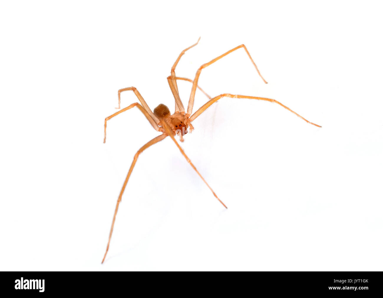 Araignée recluse brune in front of white background Banque D'Images