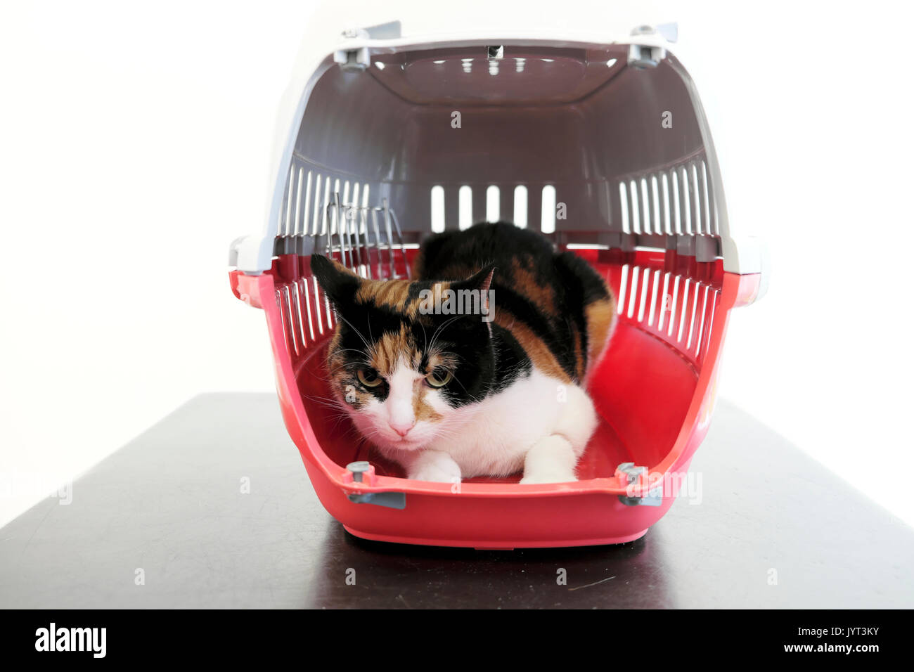 Chat avec une jambe blessée dans un chat rouge Panier sur une table en attente d'être traité dans un cabinet vétérinaire à Londres UK KATHY DEWITT Banque D'Images